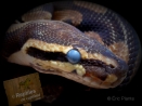 #6 Mon serpent a les yeux bleus, mon gecko est tout blanc?