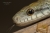 Serpent ratier japonais