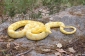 Serpents des blés motifs & couleurs
