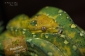 Python vert (Morelia viridis)