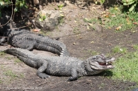 Alligator de Chine