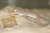 Gecko nain des sables