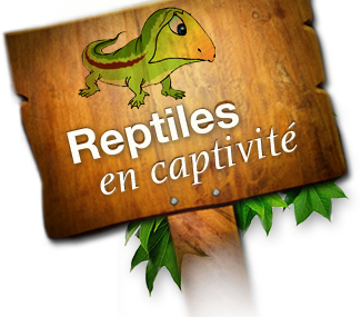 Reptiles en captivité