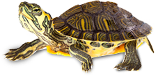 tortue.png