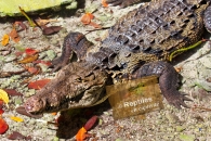 Crocodile de Morelet