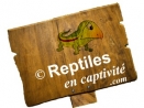 02 Reptiles en Capacité 