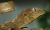 Gecko chahoua