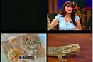 Entrevue reptiles, émission Animag