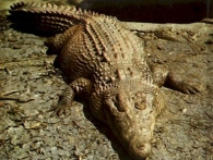 Crocodile de Nouvelle-Guinée